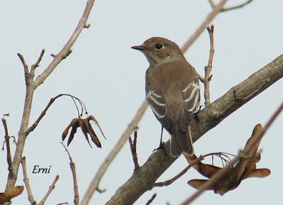 PASERIFORMES EN PASO