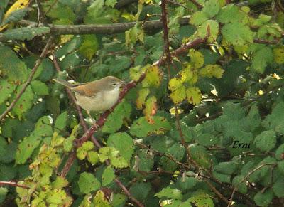 PASERIFORMES EN PASO