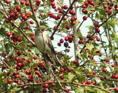 PASERIFORMES EN PASO