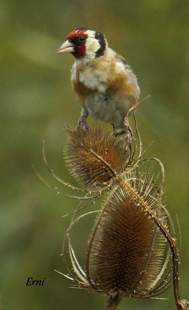 PASERIFORMES EN PASO