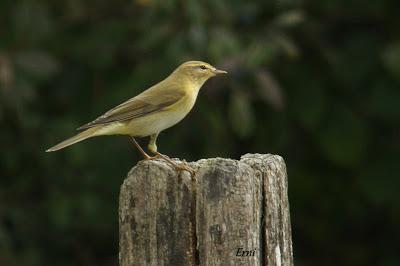 PASERIFORMES EN PASO