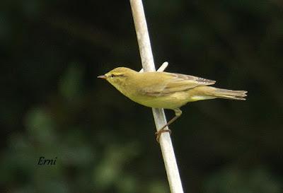 PASERIFORMES EN PASO