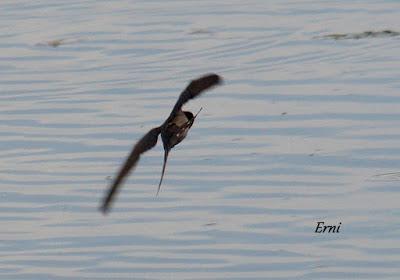 PASERIFORMES EN PASO