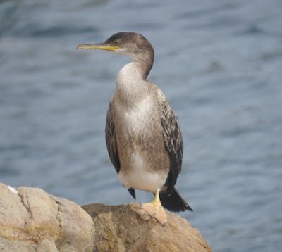 Cormorán moñudo en reposo