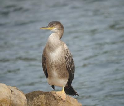 Cormorán moñudo en reposo