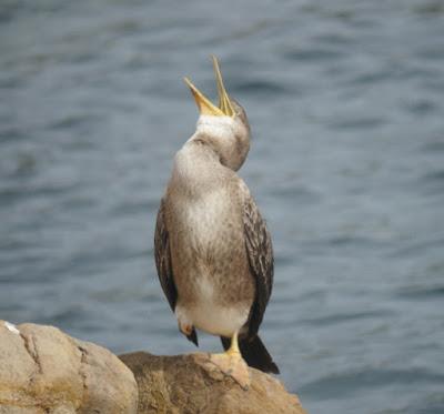 Cormorán moñudo en reposo