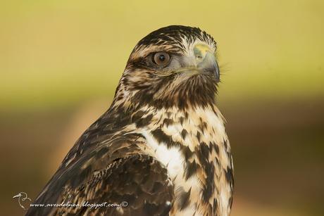 Águila mora (Black-chested Buzzard-Eagle) Geranoaetus melanoleucus