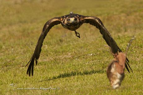 Águila mora (Black-chested Buzzard-Eagle) Geranoaetus melanoleucus