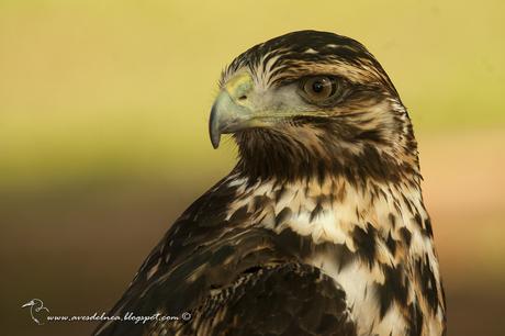 Águila mora (Black-chested Buzzard-Eagle) Geranoaetus melanoleucus