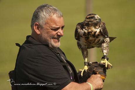 Águila mora (Black-chested Buzzard-Eagle) Geranoaetus melanoleucus
