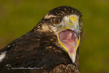 Águila mora (Black-chested Buzzard-Eagle) Geranoaetus melanoleucus