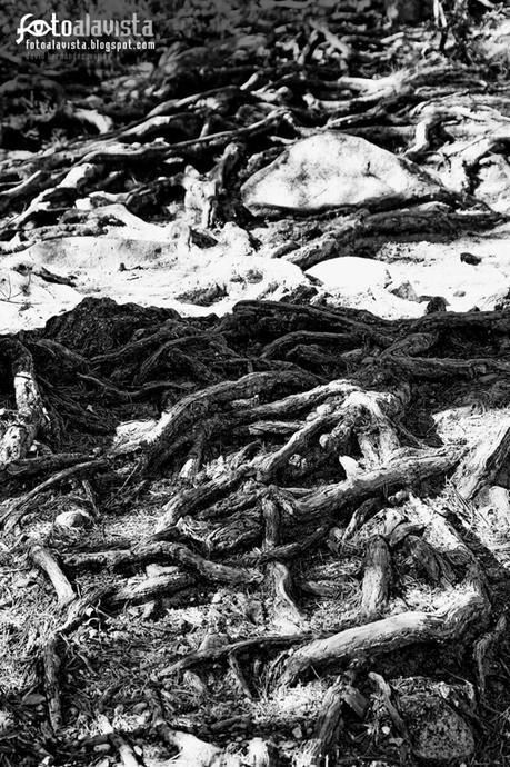 Raices. Fotografía creativa - Fotografía artística