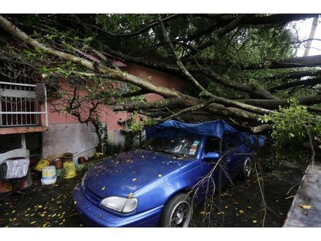 Algunos autos sufrieron daños por la caída de árboles. Varios casos fueron de pérdida total.  