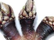 Gastronomía: Maravillas maravillosas Galicia (Uno): Percebes Pulpos.