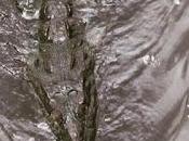 (16/8/15): Cambio, cocodrilos playas imposibles!