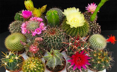 Jardín del Desierto SLP