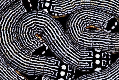 COLORIDAS ORUGAS COLORIDAS ORUGAS