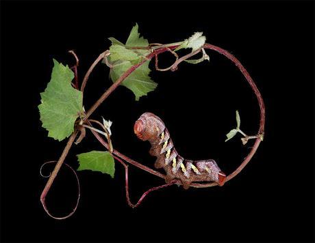 COLORIDAS ORUGAS COLORIDAS ORUGAS