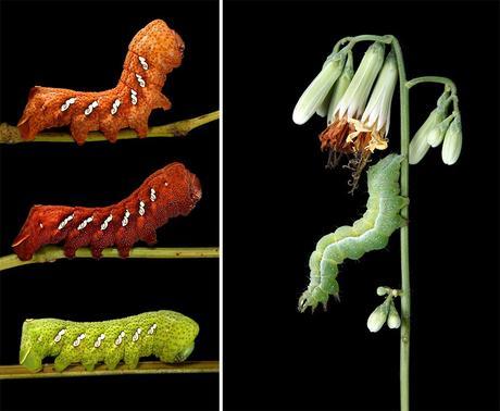 COLORIDAS ORUGAS COLORIDAS ORUGAS