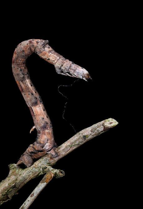 COLORIDAS ORUGAS COLORIDAS ORUGAS