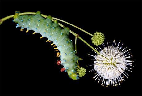 COLORIDAS ORUGAS COLORIDAS ORUGAS