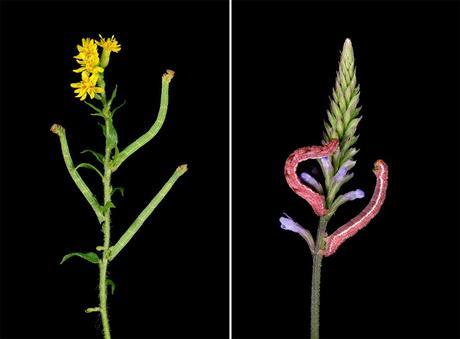 COLORIDAS ORUGAS COLORIDAS ORUGAS