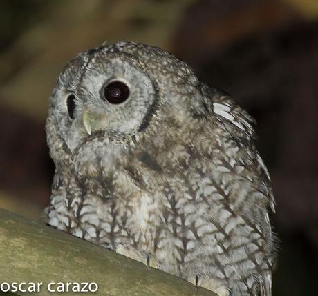 LOS OJOS DE LA NOCHE:CARABO