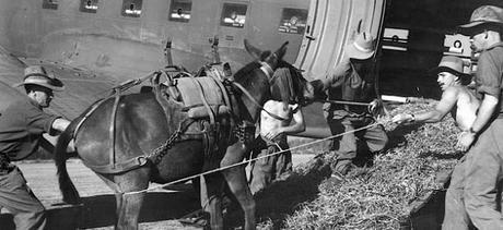 Las mulas paracaidistas