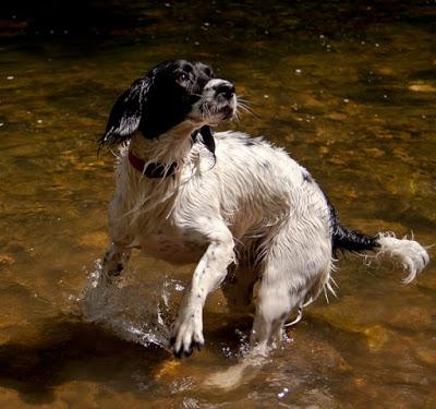 ¿Cuánto sabes de perros?