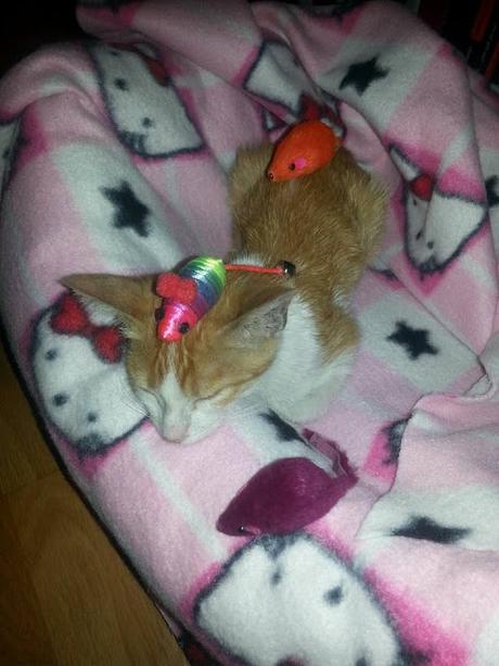 Pollo tandori masala