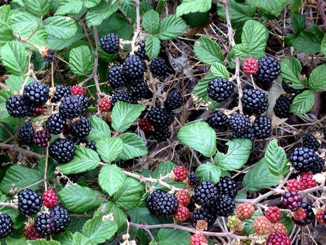Mousse de cheesecake de moras silvestres