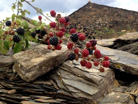 Mousse de cheesecake de moras silvestres