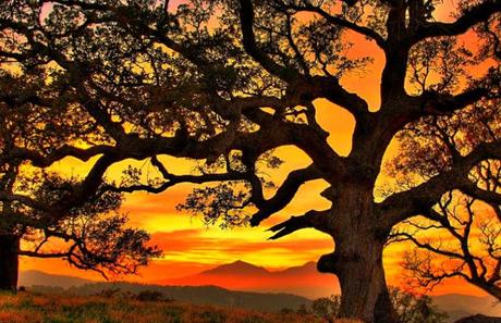 LOS GIGANTES DEL SILENCIO