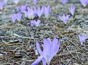 Flores diferentes, flores fraternales