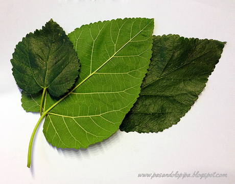 Hojas cogidas del parque