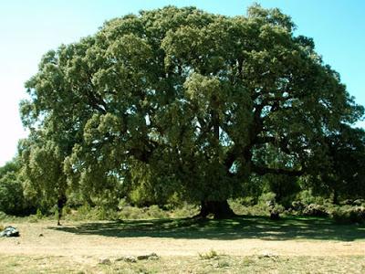 ¿Cuál es el árbol más abundante en España?