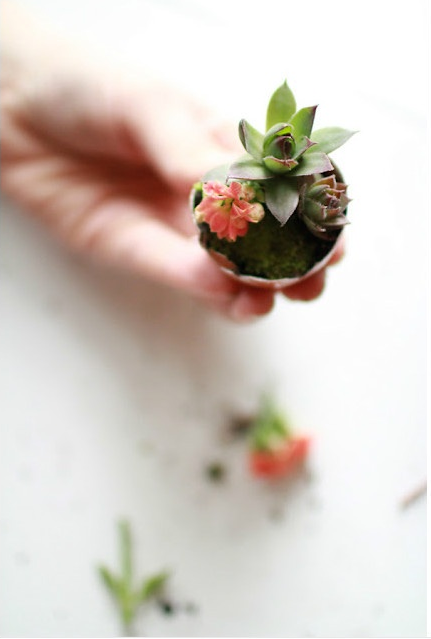 Mini-Garden...(DIY) Sencillo y casero