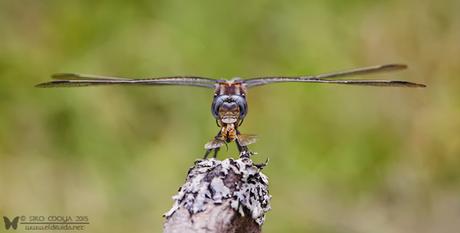 Libélula comiendo (dragonfly eating)