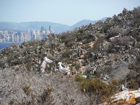 Isla-Benidorm-con-ninos