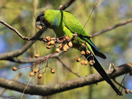 Ñanday comiendo bolillitas de paraiso