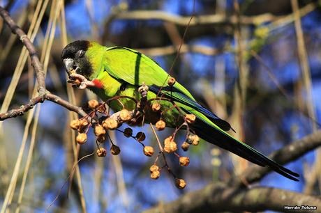 Ñanday comiendo bolillitas de paraiso