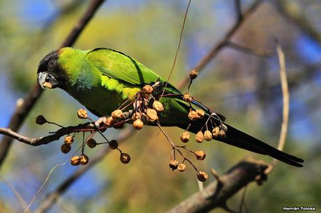 Ñanday comiendo bolillitas de paraiso
