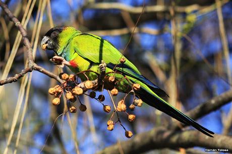 Ñanday comiendo bolillitas de paraiso