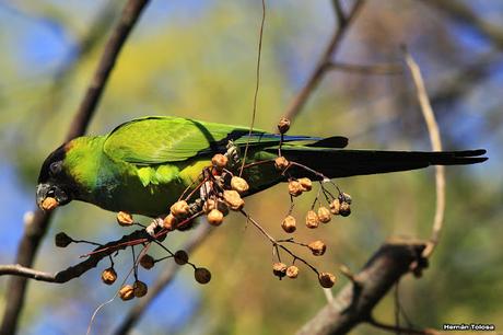 Ñanday comiendo bolillitas de paraiso