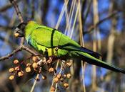 Ñanday comiendo bolillitas paraiso