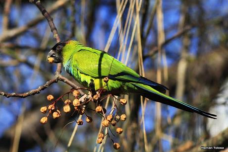 Ñanday comiendo bolillitas de paraiso