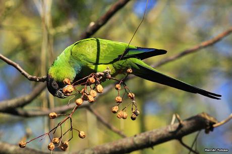 Ñanday comiendo bolillitas de paraiso