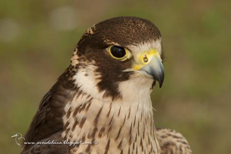 Halcón peregrino (Peregrine Falcon) Falco peregrinus