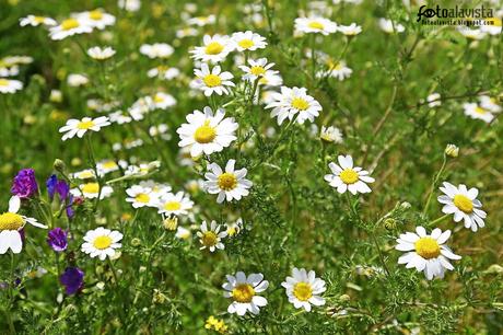 Floral sobre verde. Fotografía creativa - Fotografía artística