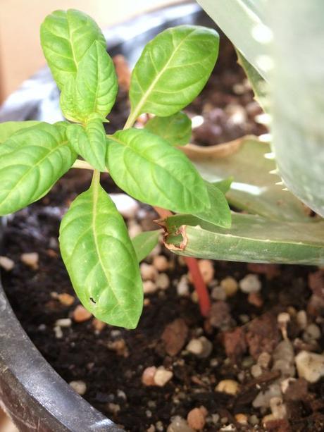 Hablando de verde Hablando de verde